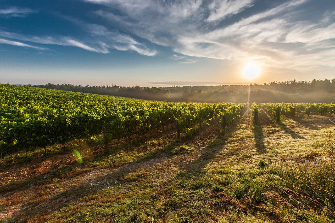 Spanish and French wine regions and their characteristic aromas explored with a wine aroma kit